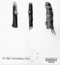 Cytospora leucostoma image